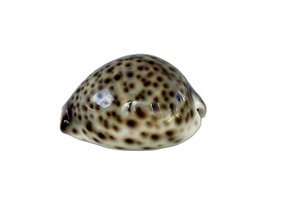 Hawaiian Beach Paperweight Cypraea Cervus Cowrie Seashell 2.5” 63mm